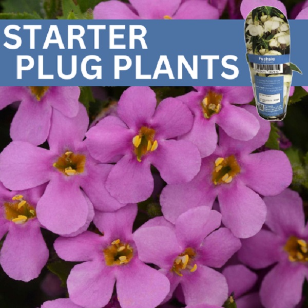 Starter Plug Plants